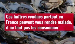 VIDÉO. Ces huîtres vendues partout en France peuvent vous rendre malade, il ne faut pas les consommer