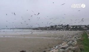 VIDÉO. Trois jours après l’échouage massif de sardines en Finistère, les goélands finissent le nettoyage