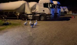 Incendie à Nielles-lès-Bléquin : des oies s'invitent à l'entreprise de transport