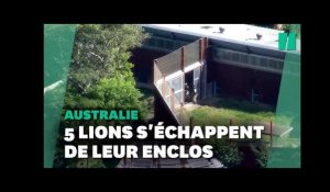 « Courez vite ! » : Un zoo de Sydney évacué après que cinq lions se sont échappés de leur enclos
