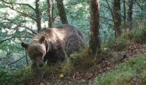 La discrète surveillance des ours bruns