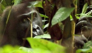Le Cameroun mise sur l'écotourisme avec des gorilles pour apaiser les tensions homme-animal