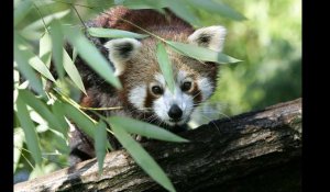 VIDÉO. Un bébé panda roux est né au Zoo de La Flèche