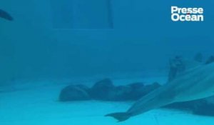Planète sauvage rouvre pour les vacances de février avec deux bébés dauphins