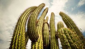 Les superpouvoirs des plantes - Déserts et plaines arides