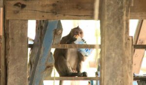 Un village thaïlandais pillé par des bandes de macaques