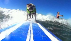 Une compétition de surf pour chiens en Californie