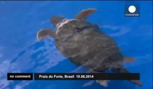 Mondial : une tortue, nouvelle star des pronostics au Brésil