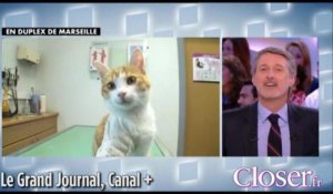 Oscar, le chat martyrisé, interviewé par Antoine de Caunes dans "Le grand journal"