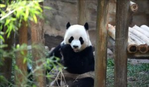 Première apparition publique de pandas dans un zoo malaisien