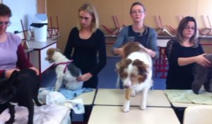 Massages et petits soins pour les chiens