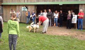 Course chiens de traîneau