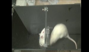 Les rats sont altruistes