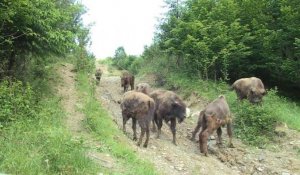 Quatorze bisons d'Europe réintroduits en Roumanie