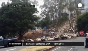 Des chèvres pour combattre les feux de forêt
