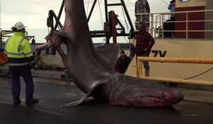 Des pêcheurs australiens attrapent un rare requin pèlerin