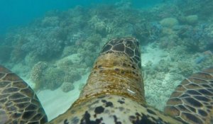 La Grande barrière de corail vue depuis le dos d'une tortue