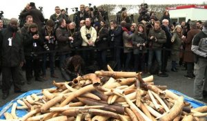 La France détruit un stock d'ivoire illégal, une première