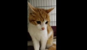 Un an de prison pour un "lancer de chat" diffusé sur internet