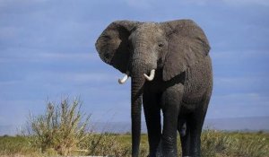 L'Asie mobilisée contre le braconnage des éléphants d'Afrique