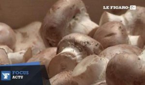 La production de champignons dans les catacombes en plein essor