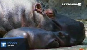 Mexico : le zoo accueille son premier bébé hippopotame depuis 16 ans