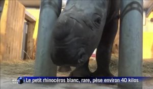 Naissance rarissime d'un rhinocéros blanc au zoo d'Amnéville