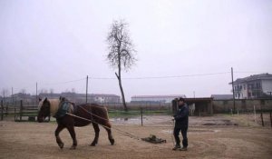 Sauvés de la boucherie, des chevaux trouvent une seconde vie