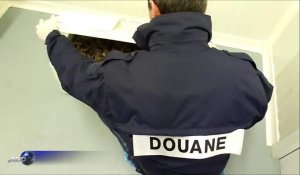 Saisie de 170 bébés tortues étoilées à l'aéroport de Roissy