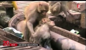 Le zapping du 22/12 : Le héros du jour : Un macaque réanime l'un de ses congénères