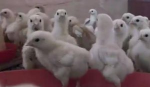 Vidéo : À Abidjan, les éleveurs craignent le retour de la grippe aviaire