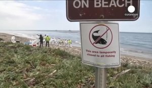 Californie : nettoyer la marée noire sur la côte pacifique