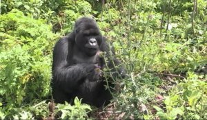 Vidéo : le tourisme au secours des gorilles du Rwanda