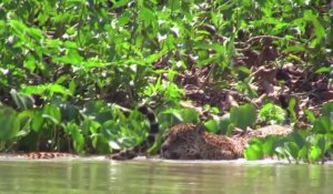 Le Pantanal brésilien, eldorado du jaguar et de l'écotourisme