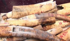 Les Philippines vont détruire cinq tonnes d'ivoire