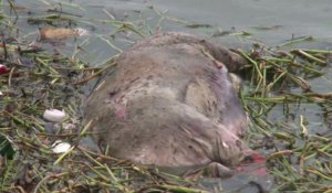Chine: 6.000 porcs morts repêchés dans un fleuve