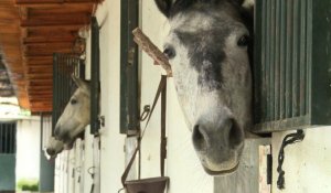 Les chevaux, victimes de la crise en Espagne
