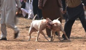 Pakistan: les combats de chien, pratique illégale mais populaire