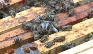 S. Le Foll présente vendredi un plan pour la filière apicole