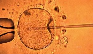 Le Parlement français adopte le texte de loi autorisant la recherche sur les embryons