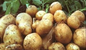 Amflora : la patate chaude des régionales