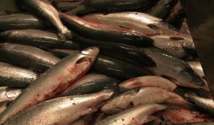 Le Parlement européen vote pour une pêche durable dans l'UE