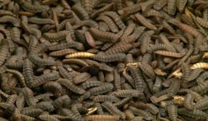 Afrique du Sud: un élevage industriel de mouches primé par l'ONU