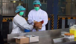Hong Kong: contrôles renforcés des volailles importées de Chine