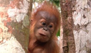 Indonésie: la disparition de la forêt menace les orangs-outans