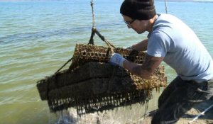 Etats-Unis: l'huître au menu, pour sauver la baie de Chesapeake