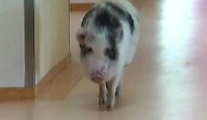Porky, le cochon préféré des retraités allemands - ZAPPING ACTU DU 13/03/2014
