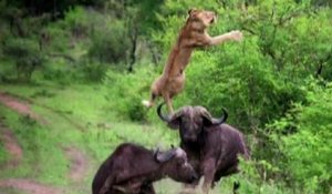 ZAPPING ACTU DU 17/12/2013 - Quand un buffle fait décoller un lion