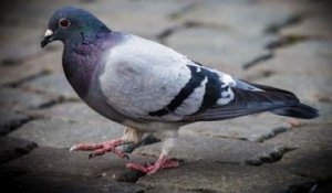 ZAPPING ACTU DU 25/10/2013 - Des pigeons belges dopés à la cocaïne