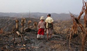 Les forêts de Birmanie menacées par l'abattage